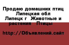 Продаю домашних птиц - Липецкая обл., Липецк г. Животные и растения » Птицы   